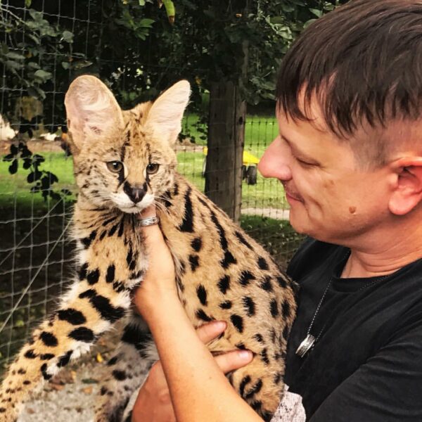 African Serval Cat