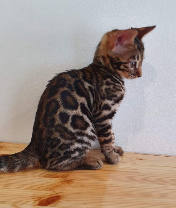 Bengal