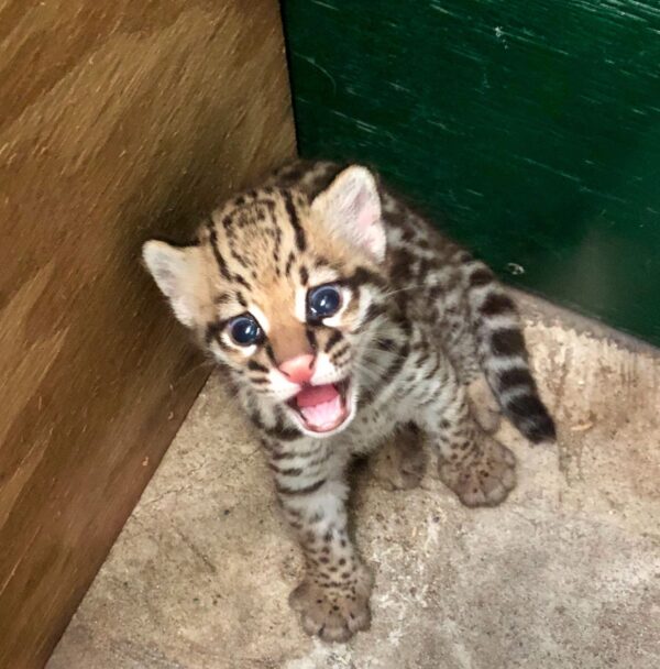 Ocelot kitten