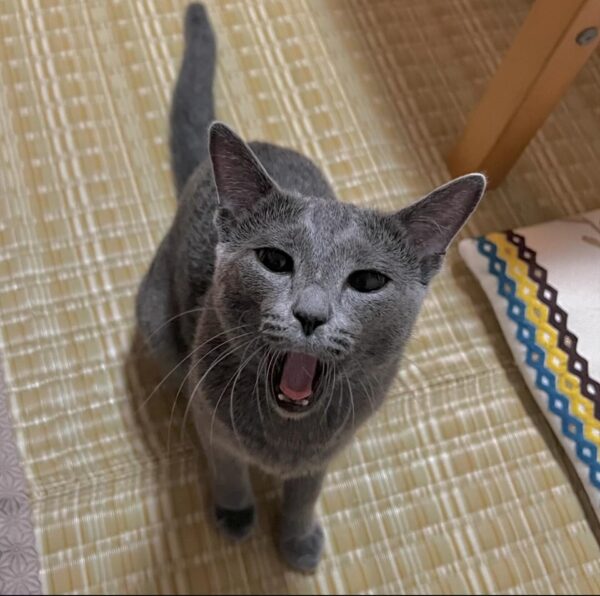 Russian Blue