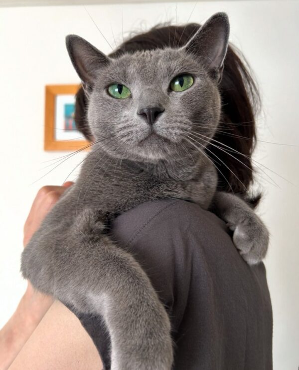 Russian Blue