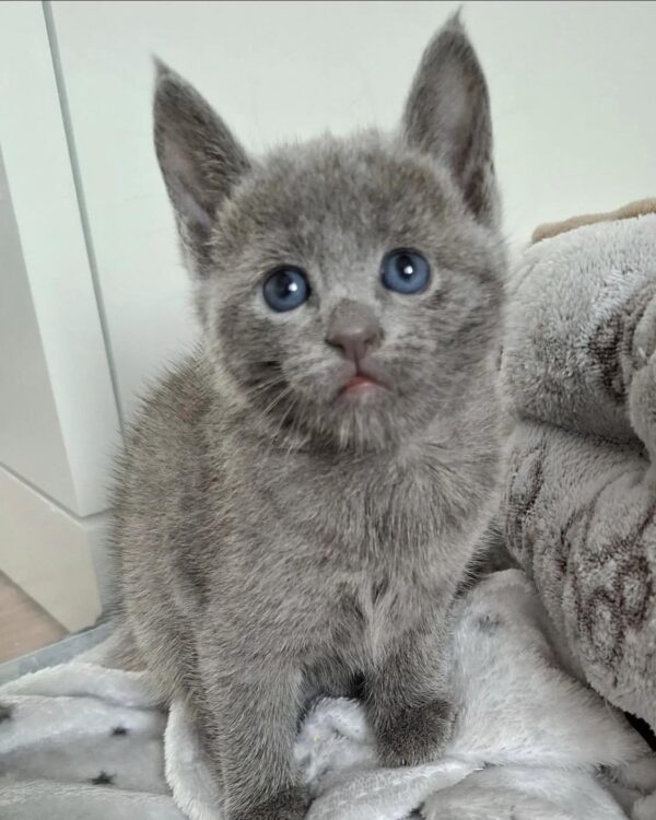 Russian Blue