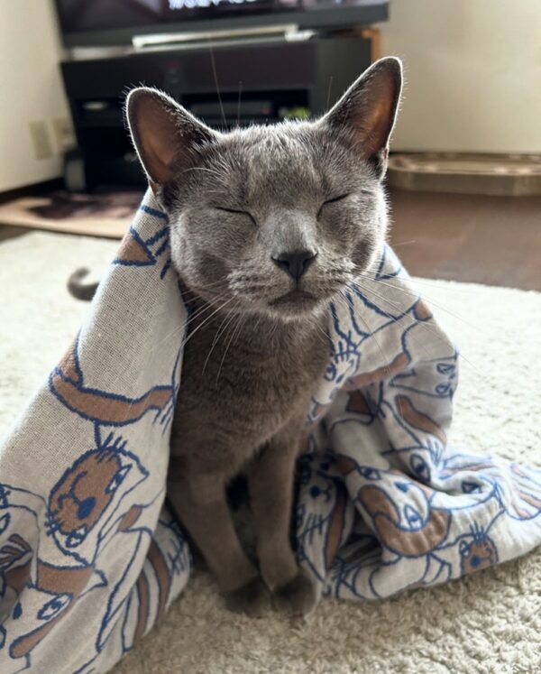 Russian Blue