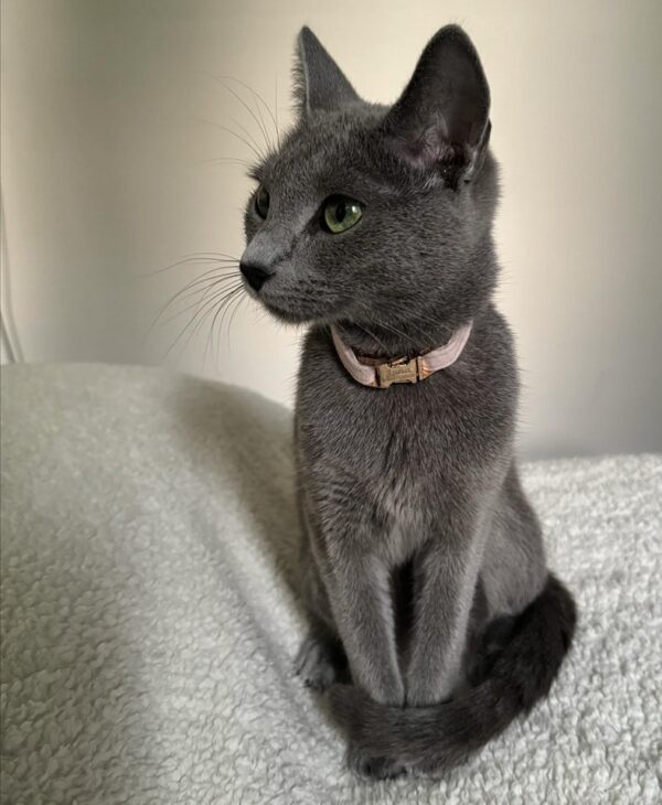 Russian Blue