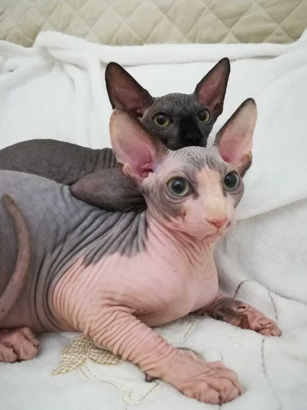 Sphynx