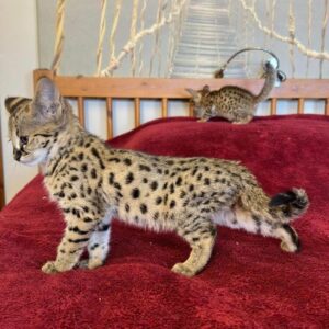African Serval Kitten