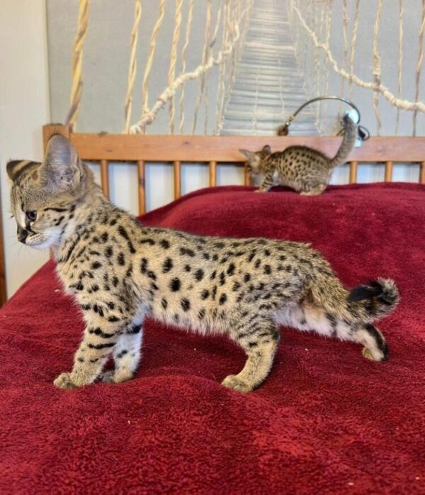 African Serval Kitten
