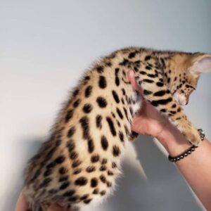 African Serval Kitten