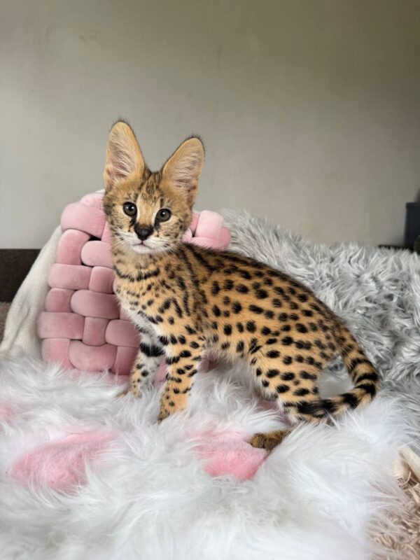 African Serval Kitten