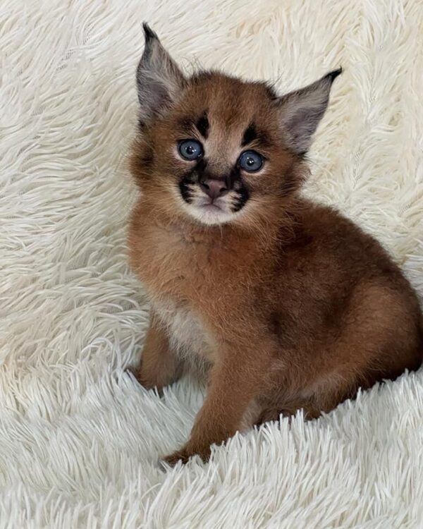 caracal kitten