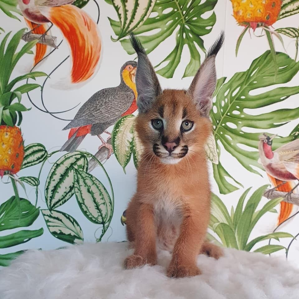caracal kitten