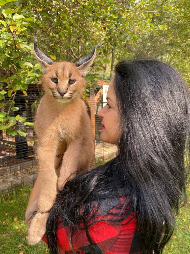 caracal cat
