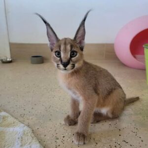caracal kitten