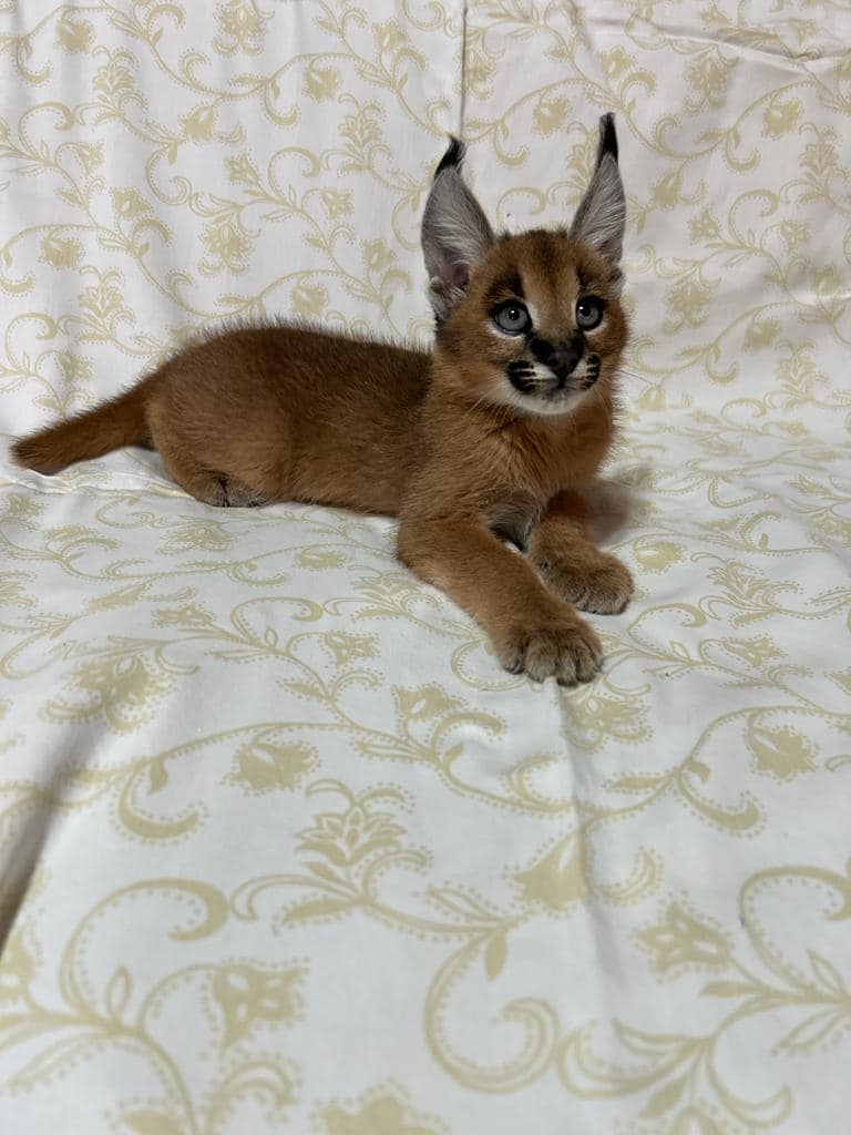 caracal kitten