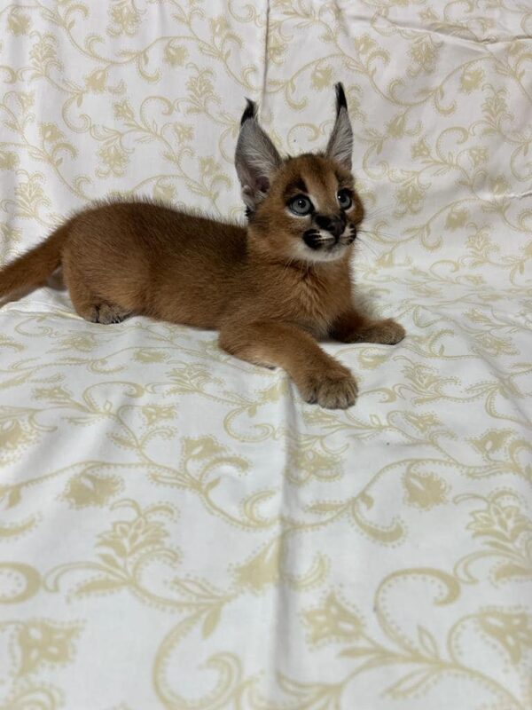 Caracal Kitten