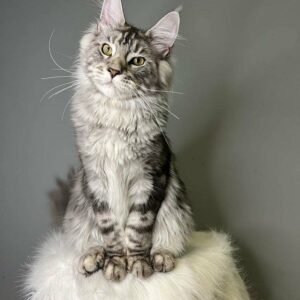 maine coon kitten
