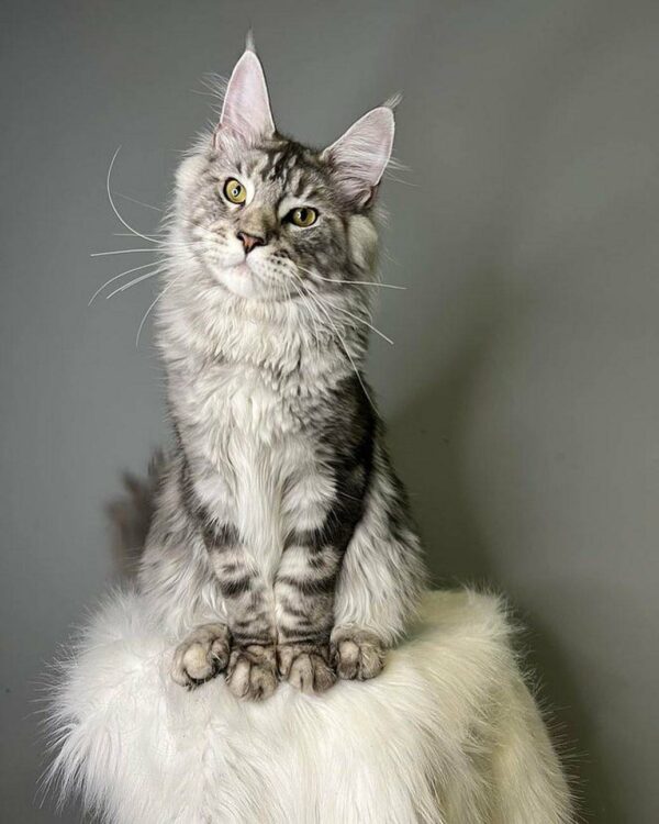 maine coon kitten