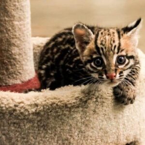 Ocelot Kitten