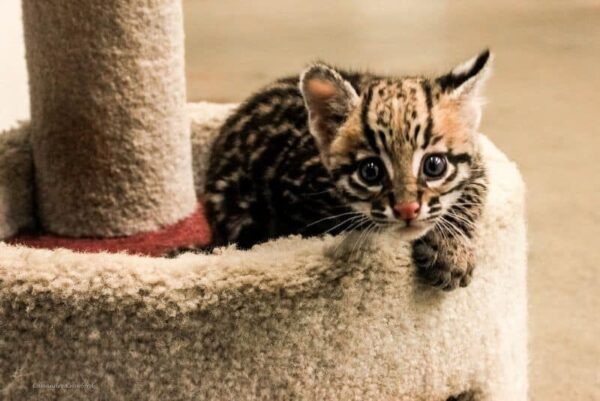 Ocelot Kitten