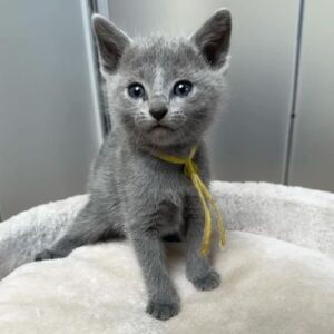 russian blue kitten