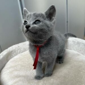 russian blue kitten