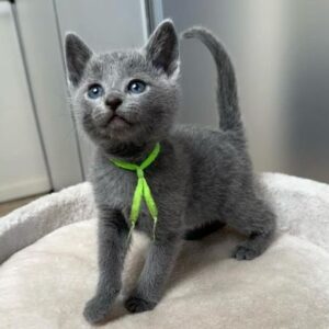 russian blue kittens
