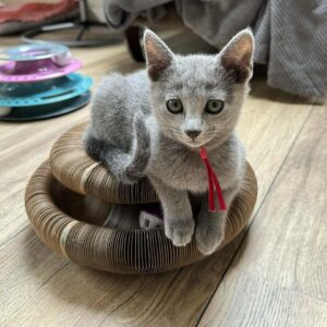russian blue kitten