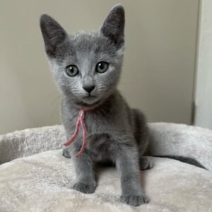 russian blue kitten