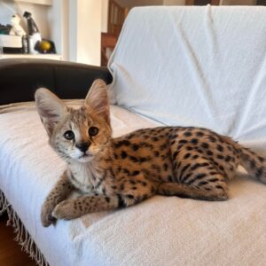 serval kitten