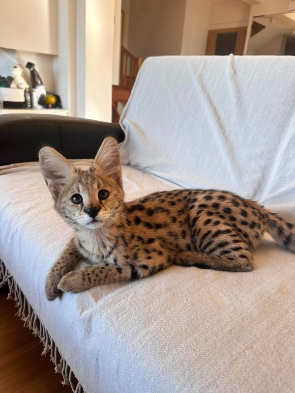 serval kitten