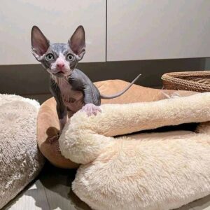 sphynx kitten