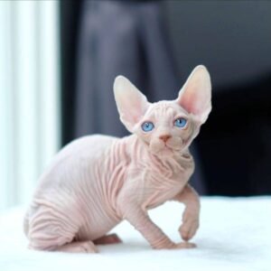 sphynx boy