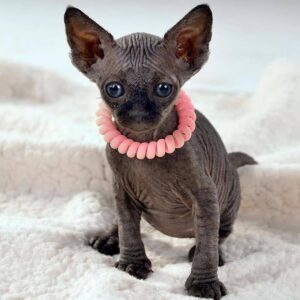 sphynx girl