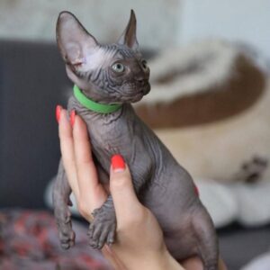 sphynx