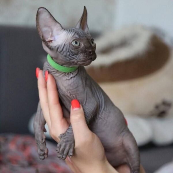 sphynx