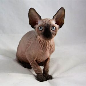 sphynx kitten