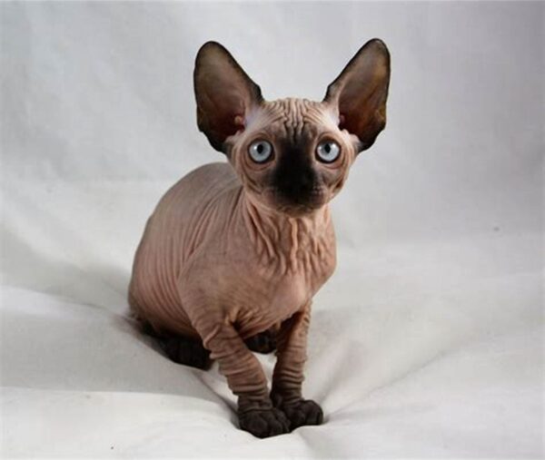 sphynx kitten