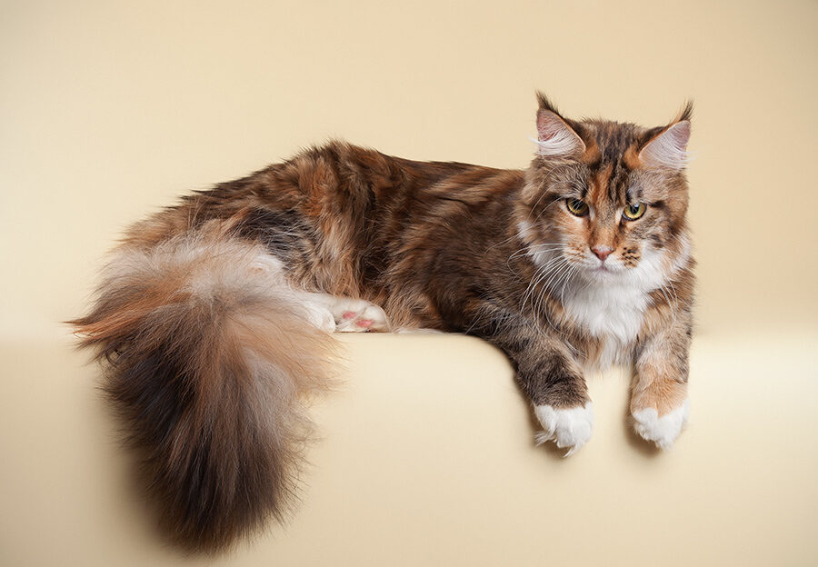 American Maine Coon