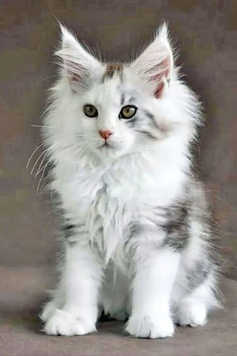 Maine Coon Wikipedia