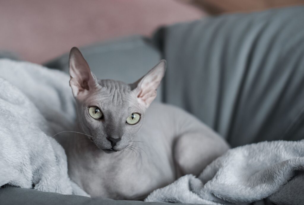 Names For Sphynx