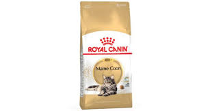 Royal Canin Main Coon