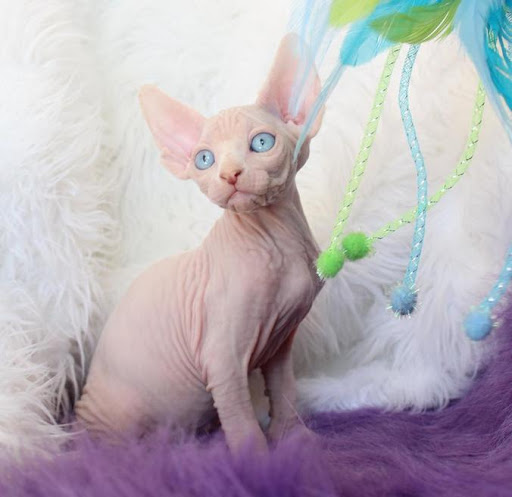 Sphynx Breeder