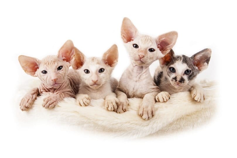 Sphynx Breeders Near Me