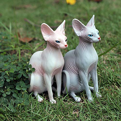 Sphynx Cat For Sale