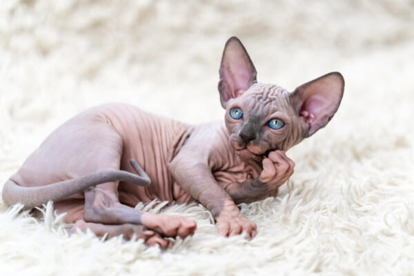 Sphynx Cat Price
