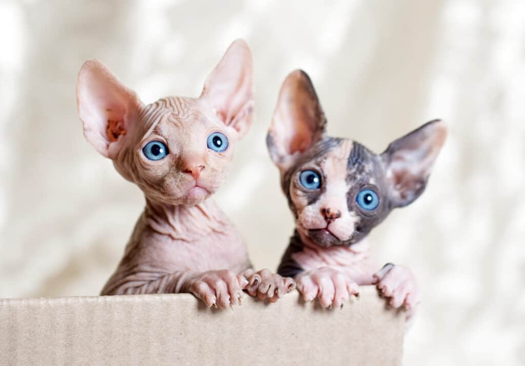 Sphynx Cats Near Me