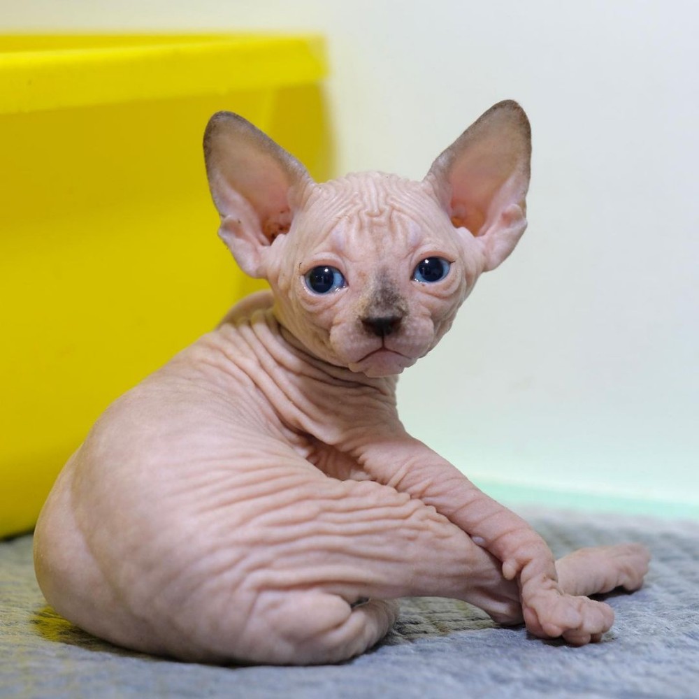 Sphynx Kitten For Sale