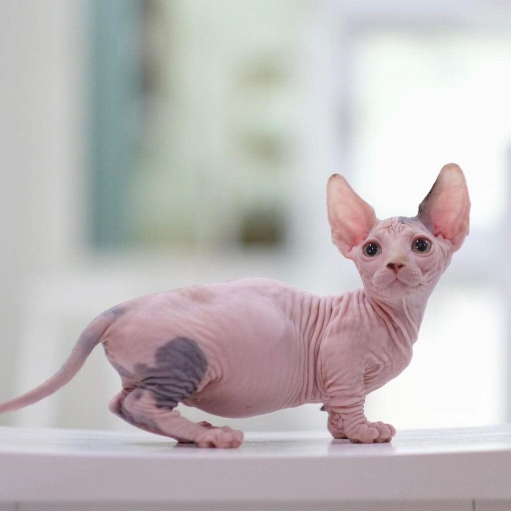 Sphynx Kittens For Sale