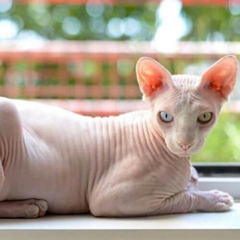 Sphynx Sphynx