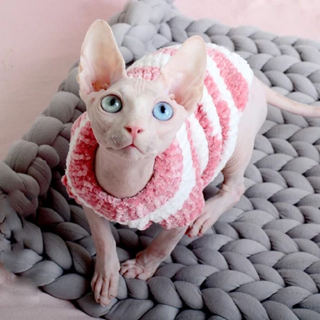 Sphynx Sweaters